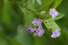 Duranta repens